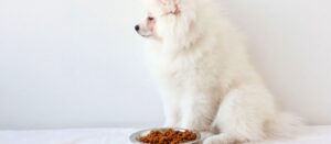Лучшая замена корма для собак Monge