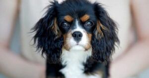 Купить корм для собак Just Dog в Уфе